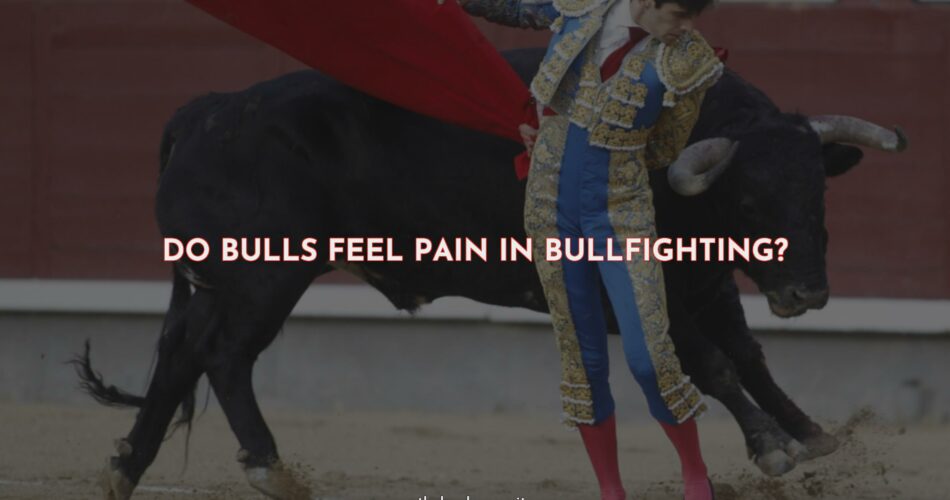 Do Bulls Feel Pain in Bullfighting?